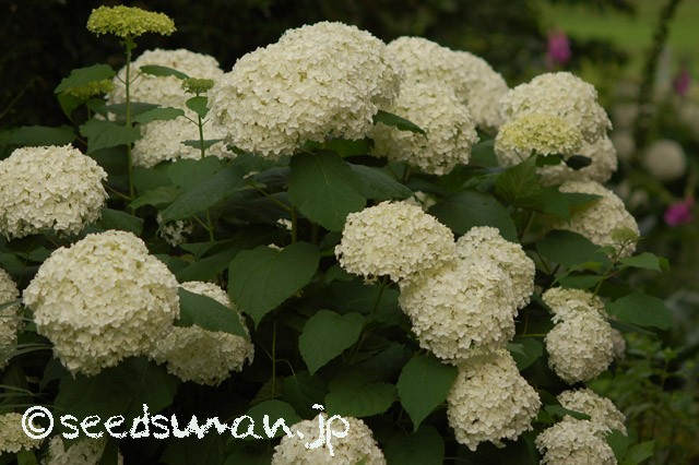 hydrangea_arborescens_Annabelle_20150614_2