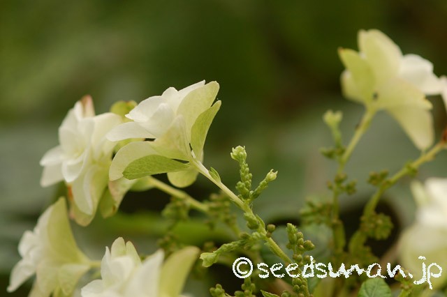 hydrangea_quercifolia_20150614_1