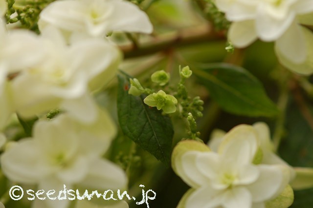 hydrangea_quercifolia_20150614_2
