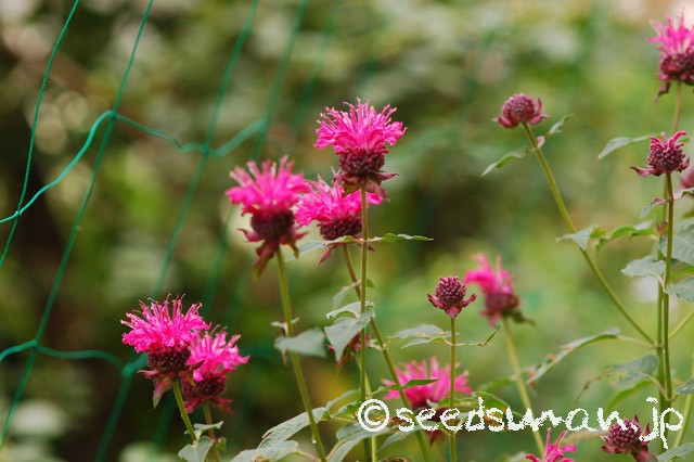 monarda_didyma_20150613_1