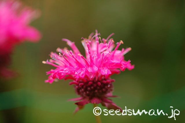 monarda_didyma_20150613_2