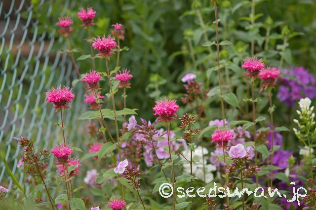 monarda_didyma_PanoramaMixed_20150621