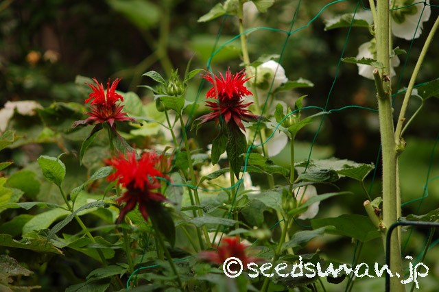 monarda_didyma_Red_20150618
