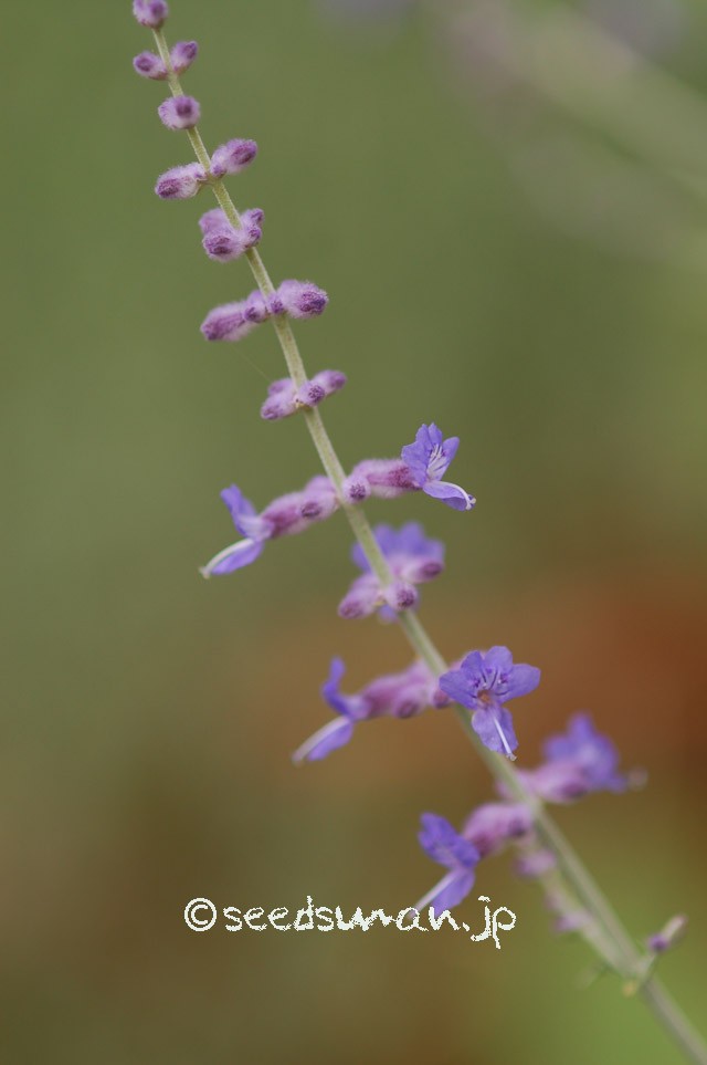 perovskia_atriplicifolia_20150630
