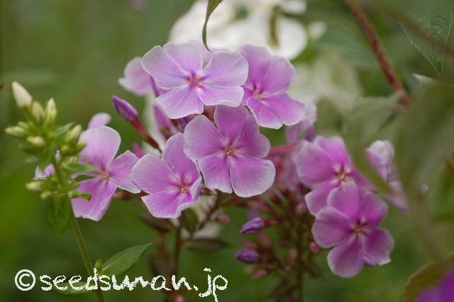 phlox_FranzSchubert_20150621