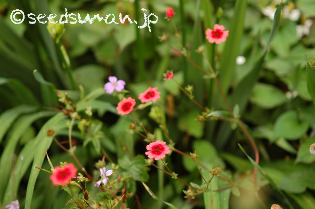 potentilla_MeltonFire_20150613