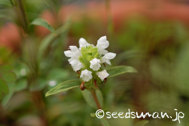 prunella_vulgaris_ssp_asiatica_f_albiflora_20150613