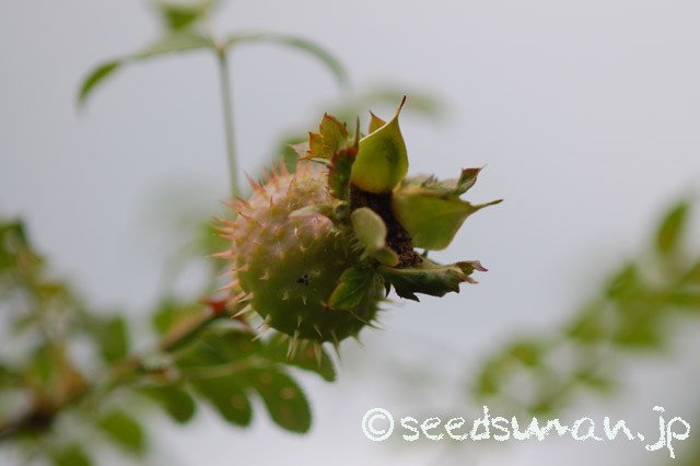 rosa_hirtula_20150618