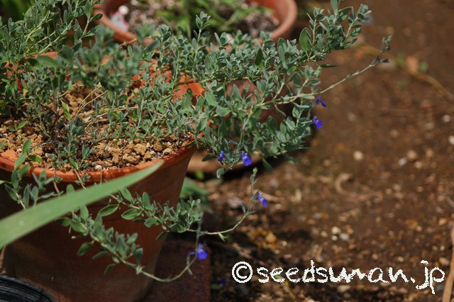 salvia_chamaedryoides_20150611