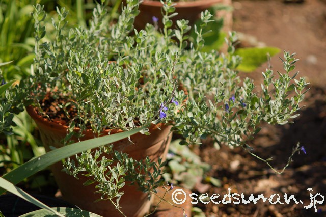 salvia_chamaedryoides_20150620