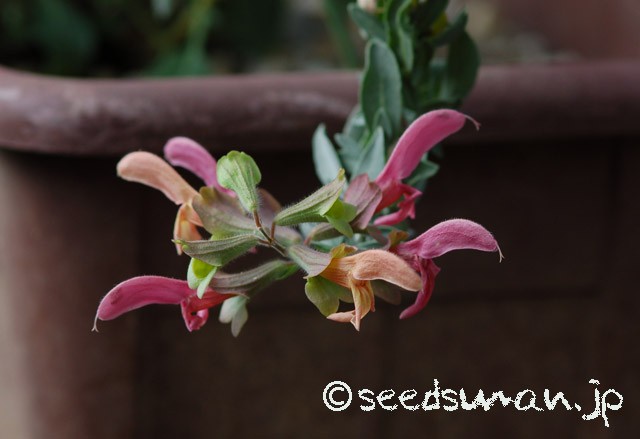 salvia_lanceolata_20150601