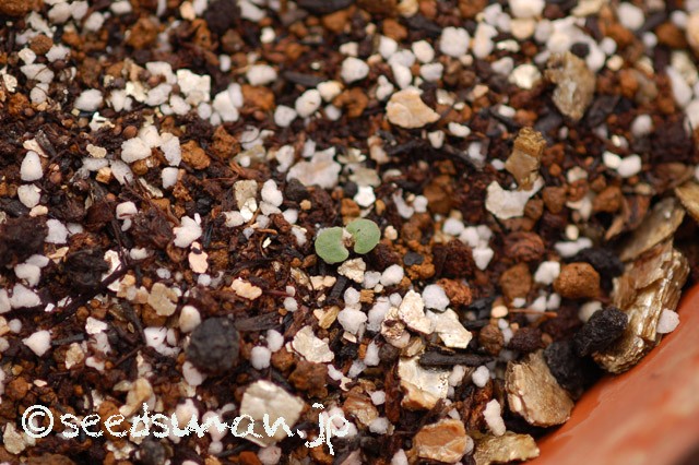 salvia_nemorosa_Caradonna_20150611