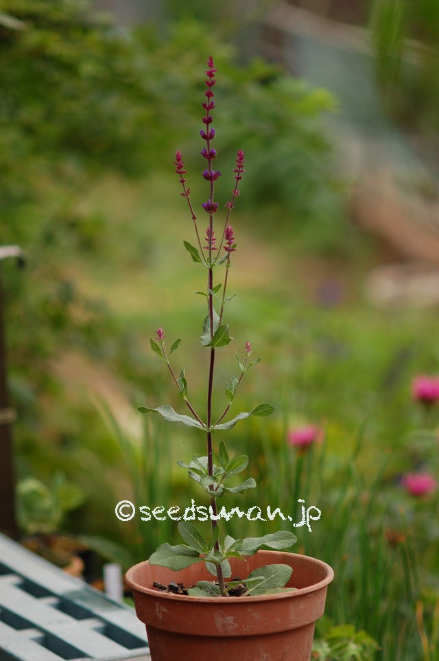 salvia_nemorosa_Caradonna_20150621
