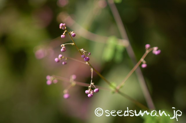 thalictrum_rochebrunianum_20150620