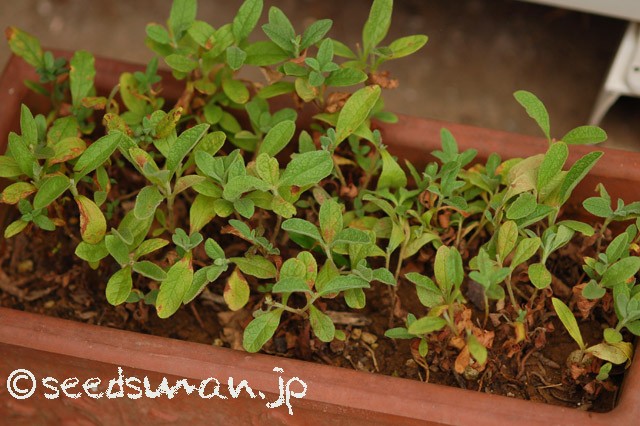 cistus_incanus_20150728