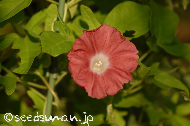 ipomoea_nil_Danjuro_20150822_2