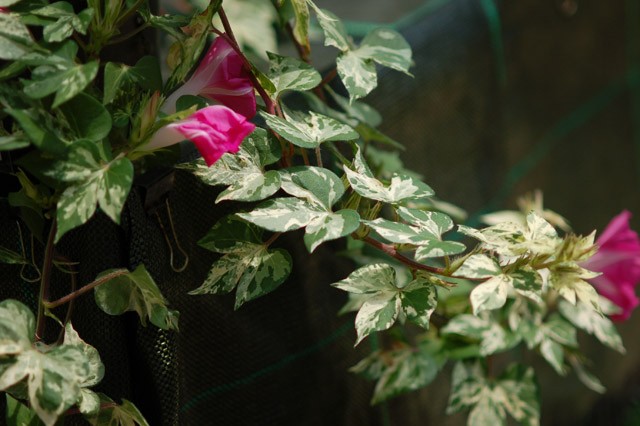 kurashinoshokubutsuen_20150822_10