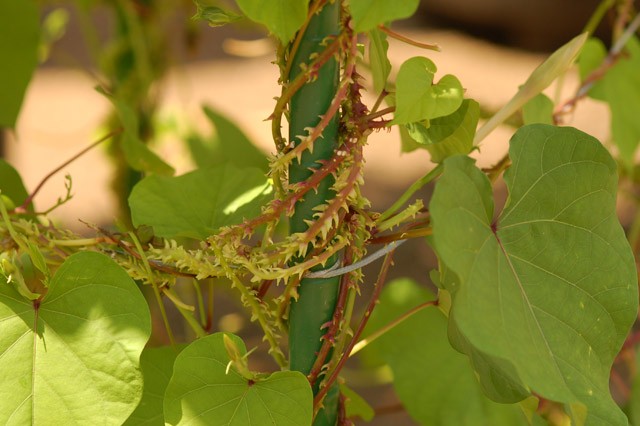 kurashinoshokubutsuen_20150822_2_ipomoea_muricata_