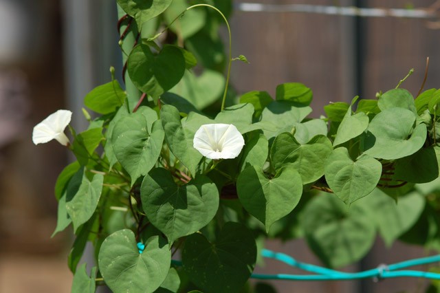 kurashinoshokubutsuen_20150822_3_ipomoea_obuscura