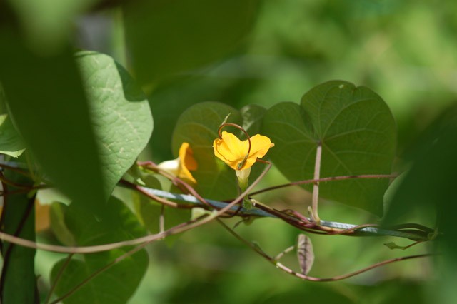 kurashinoshokubutsuen_20150822_4_kibana-ipomoea