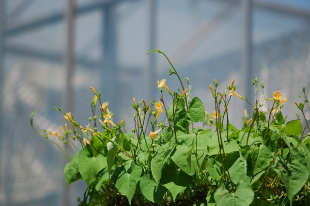 kurashinoshokubutsuen_20150822_5_ipomoea_hederifolia_v_lutea