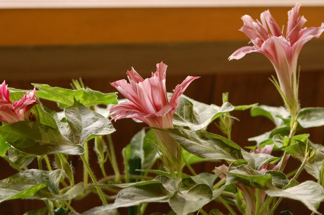 kurashinoshokubutsuen_20150822_6