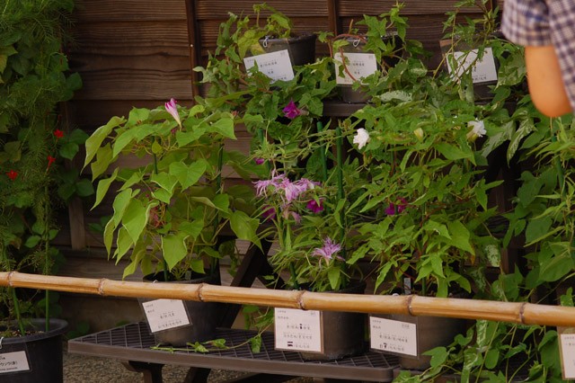 kurashinoshokubutsuen_20150822_8