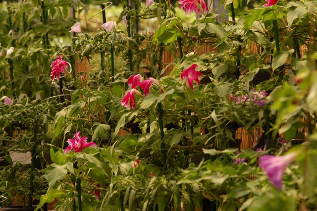 kurashinoshokubutsuen_20150822_9