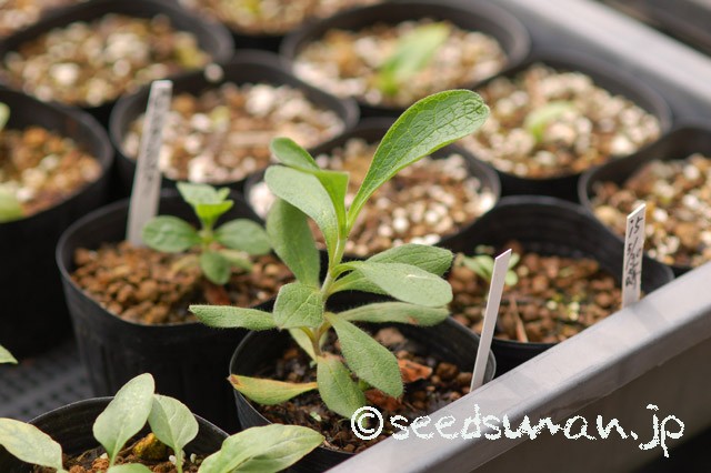cistus_PinkSilk_20150906