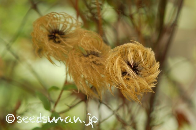 clematis_patens_20150906