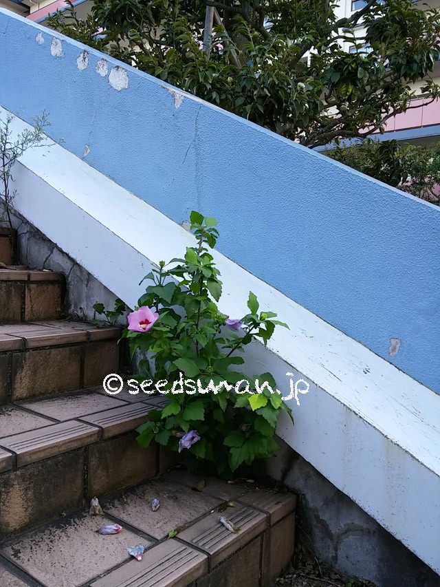 hibiscus_syriacus_20150928_1