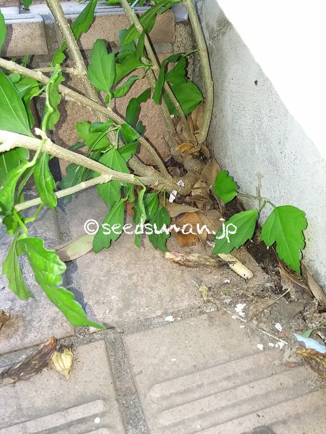 hibiscus_syriacus_20150928_2