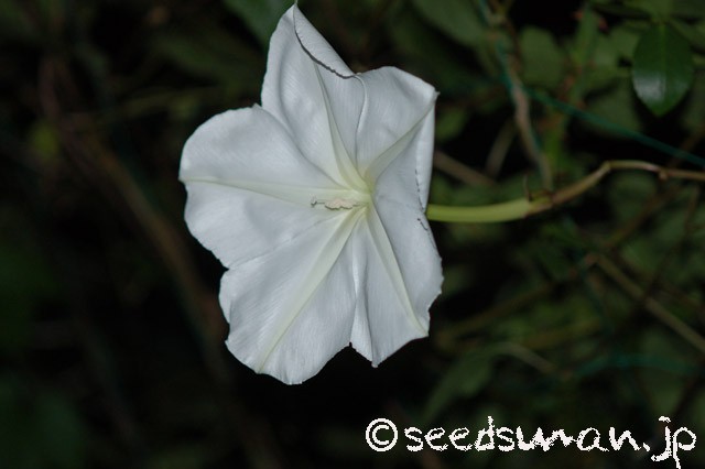 ipomoea_alba_20150922