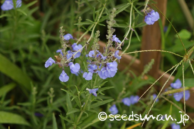 salvia_azurea_20150924