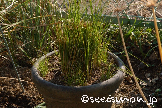 carex_secta_20151015