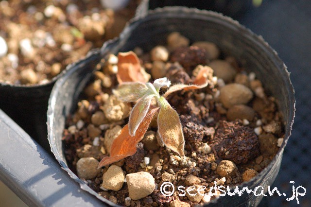 cistus_PinkSilk_20151015_2