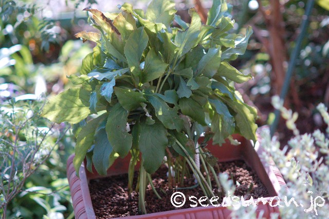 helleborus_orientalis_20151009