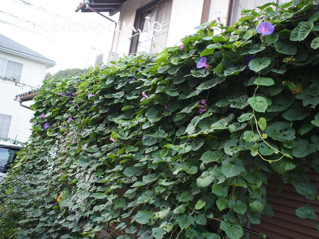 ipomoea_indica_20151022