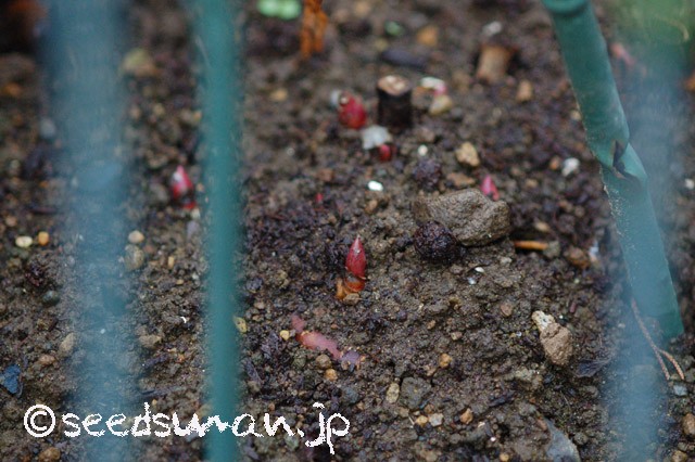 paeonia_Sorbet_20151017