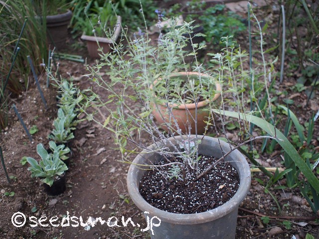 Perovskia atriplicifolia