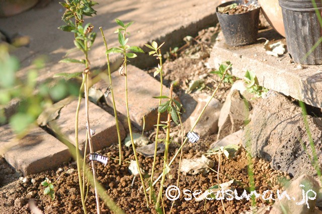 phlox_Daniella_20151015