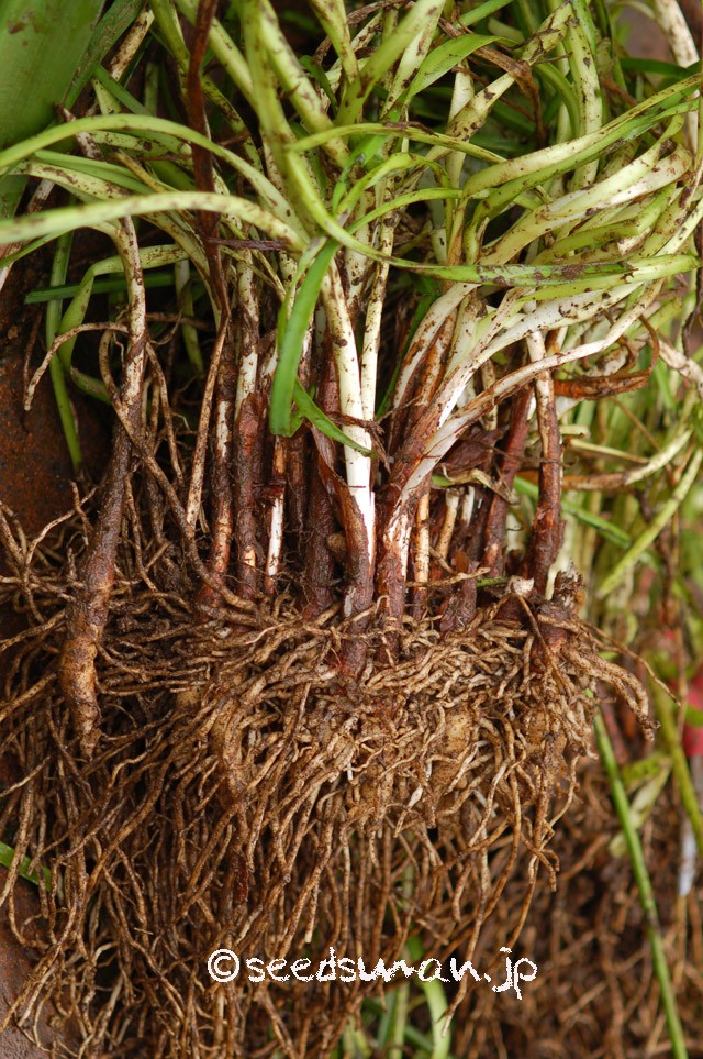 tulbaghia_violacea_20150926