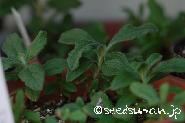 cistus 'PinkSilk'