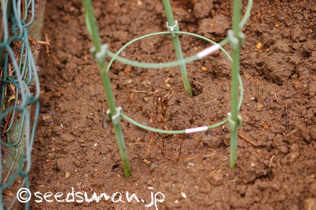 Clematis 'Roguchi'  クレマチス　‘篭口’