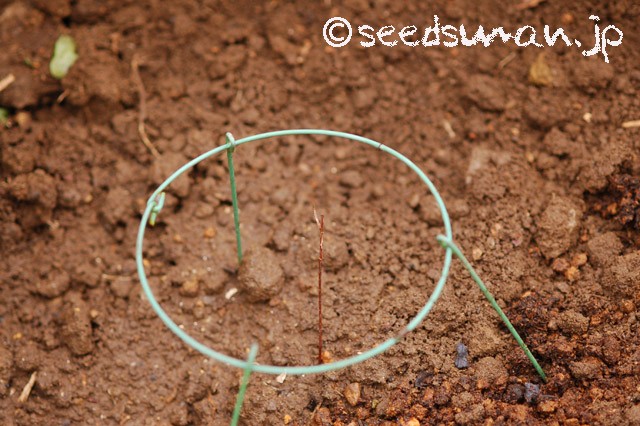 Clematis fusca  クロバナハンショウヅル