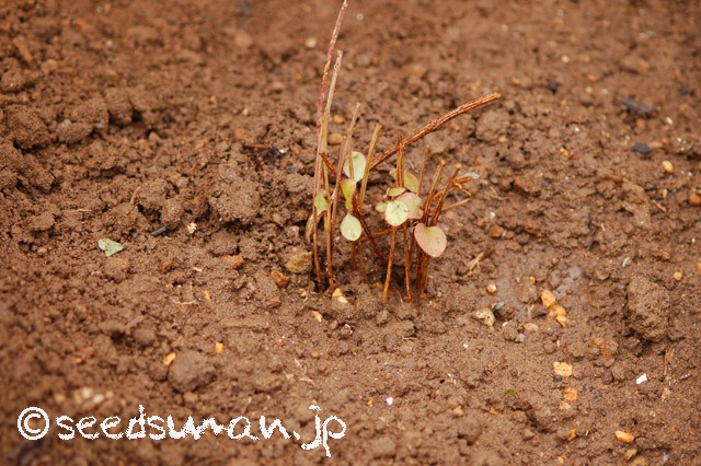 clematis_patens_cv_20151208