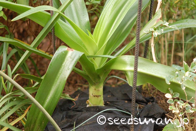 crinum_asiaticum_20151117