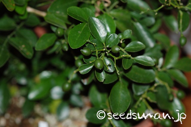 murraya_exotica_20151205_1