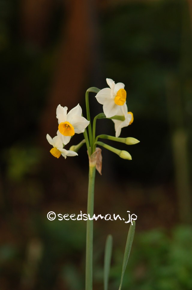 Narcissus tazetta var. chinensis　（ニホンズイセン）
