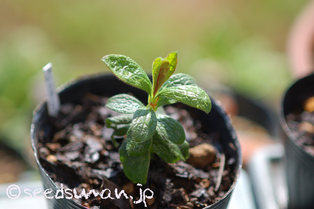 cistus_PinkSilk_20160329